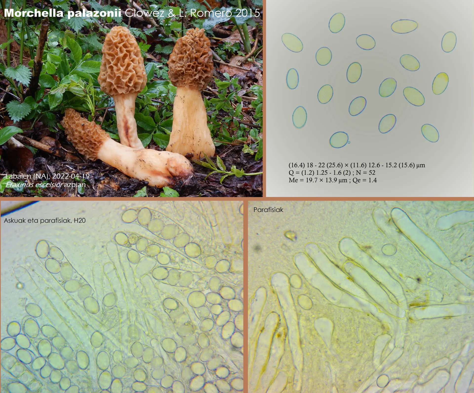 Microscopía de Morchella palazonii